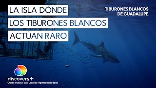 El extraño comportamiento de los tiburones blancos de la isla Guadalupe  Tiburones [upl. by Akiemaj]