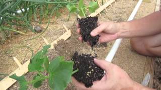 Vertical Gardening How To Transplant Plants [upl. by Shaylynn]