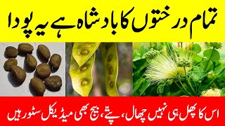 Siris tree benefits  Albizia lebbeck benefits  Tukhme saras ke fayde [upl. by Atirys]