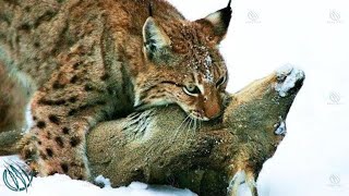 EURASIAN LYNX ─ Europe’s 3rd Largest Predator [upl. by Ileana]