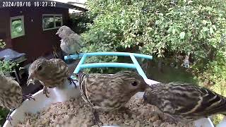 Pine Siskins at Our Birdfy Feeder [upl. by Casilde]