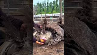 Ostrich Fully Grown in Just 6 Months [upl. by Diannne]