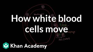 How white blood cells move around  Immune system physiology  NCLEXRN  Khan Academy [upl. by Sykes]