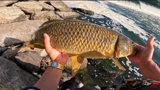 smallies and a surprise snagged carp on the ultralight [upl. by Timotheus]