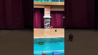 This otter runs and jumps into this pool❤️ shorts [upl. by Leunammi]