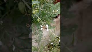 Honey Bee Foraging on Radish Flowers [upl. by Yhtomot]