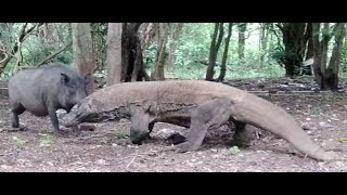 KOMODO DRAGON VS WILD BOARquot [upl. by Inobe]