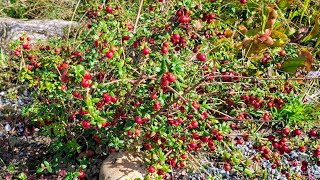 Chilean Guava Ugni molinae  exotic little fruit shrub for Germany [upl. by Annocahs917]