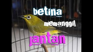 pleci betina birahi memanggil pleci jantan [upl. by Perreault]