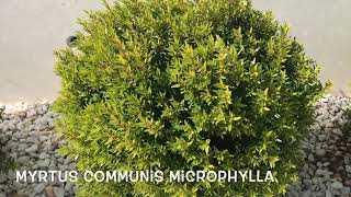 Myrtus communis microphylla Garden Center online PGARDENS [upl. by Yadrahs]