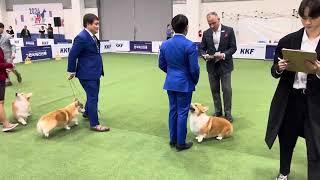 DALBONG Corgi Best Of Breed and Best In Group Korea Premier Dog Show 2023 Judge David W Haddock [upl. by Neukam]