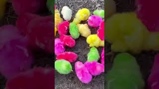 Chicken chicks 🐣 voice chicken sounds 😘 shorts trending shortvideo birds [upl. by Gustavo]