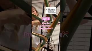 Part 1  HowTo Monstera Propagation plants monstera plantpropagation propagation [upl. by Eeliak]