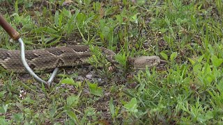 Rattlesnake Roundup underway in Wyoming County [upl. by Natiha]