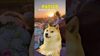 Rest in Peace KABOSU the DOGE MEME Dog 🕊 😭 Dbr20 [upl. by Lasiaf414]