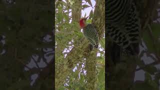 Starbucks our Red Bellied Woodpecker was confused by loud machinery and where I was sitting [upl. by Tayler]