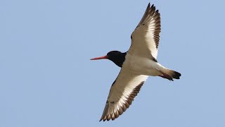 Oystercatcher Spectacular Flight to Roost  British Birding [upl. by Ammej]