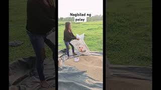 Palay na binilad food rice buhaybukid shortsvideo shorts [upl. by Wagoner330]