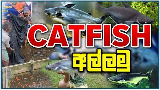 Catfish Tank සුද්ද කරා  Cleaning Update  Chamath Aquarium [upl. by Mela]