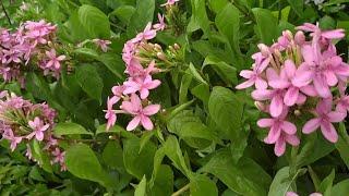 Pink Ruspolia hypocrateriformis  Ruddy Rose  Premas Garden [upl. by Euqinahc]