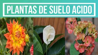 PLANTAS DE SUELO ACIDO E IMPORTANCIA DEL PH EN EL JARDÍN [upl. by Euqinoj]