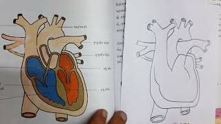 Human Heart Diagram class 7 chapter 11  NCERT [upl. by Flanna]