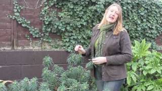 Gardening Tips Introducing Euphorbia [upl. by Lacym]