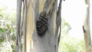 Spitfire Sawfly Larvae Yecch [upl. by Dolorita]