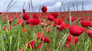 Champ de coquelicots ALSACE 2024 [upl. by Noryt684]