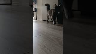 Maine coon fetch game [upl. by Stouffer]