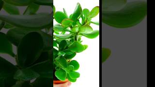 PlantCareTips crasulaOvata jadeplant leafplant [upl. by Addison]