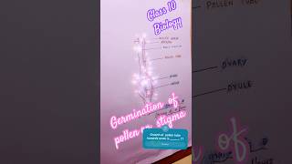 Germination of pollen grain on stigma  biology class10 diagram sslc youtubeshorts shorts yt [upl. by Ahtimat]