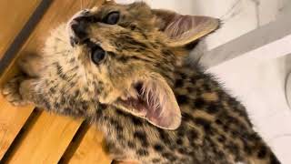 Pet Serval Kitten Raised with Love [upl. by Aivalf]