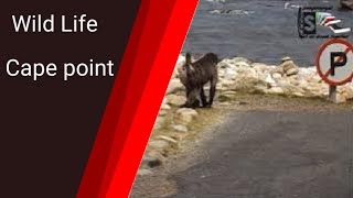 Wild life at Cape point [upl. by Greerson]