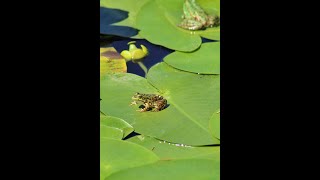 This Is How a Tadpole Transforms Into A Frog [upl. by Aohk]