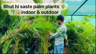 Rhapis palm 🌴Areca palm 🌴Bambo palm china palm gajraulanursery gajraula palmtree allplam plant [upl. by Nnairb]