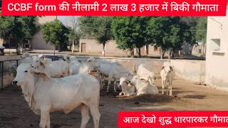 👍ccbf farm Suratgarh me Aaj gou mata ki nilami 2 लाख 3 हजार में सेल हुई cows [upl. by Ladin]