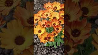 Osteospermum Orange Orbit Shorts Osteospermumflower flowers [upl. by Ridgley]