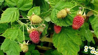 Growing Loganberries a delicious productive amp thornless  Blackberry and Raspberry hybrid [upl. by Bradleigh618]