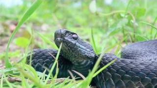 Black Adder Vipera berus [upl. by Gathers737]