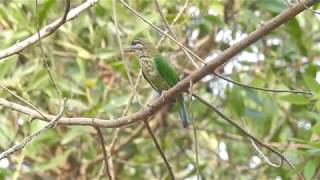 White Cheeked Barbet Call [upl. by Zoe]