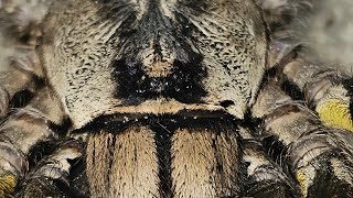 Poecilotheria regalis update video rupture [upl. by Nosloc364]