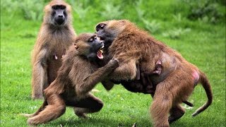 Insane Monkey fight [upl. by Herson]