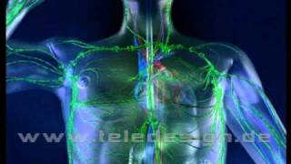 HGL 025 Lymphsystem  SD PAL  HGL 025 lymphatic system  SD PAL [upl. by Azerila]