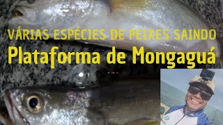 Várias espécies de peixes saindo na plataforma de pesca de Mongaguá SP [upl. by Anerak808]