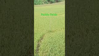 paddy bollywood viralshorts sajana [upl. by Enajiram]