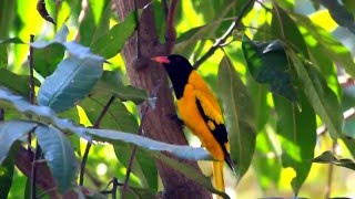 Black Hooded Oriole Call [upl. by Oicirbaf]