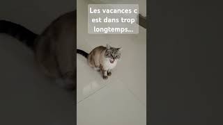 Les vacannnnces dans 4 semaiiinesvacances apt chat [upl. by Nemhauser]