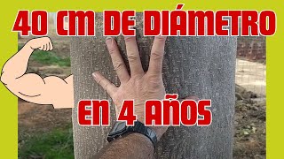 🔥Mis paulownias de 40 cm de diámetro en 4 años 😱 [upl. by Grantley]