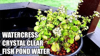 Grow Watercress In Fish Pond [upl. by Suiddaht]